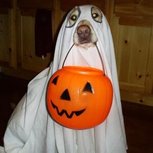 ghost dog costume halloween