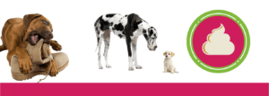 dog food