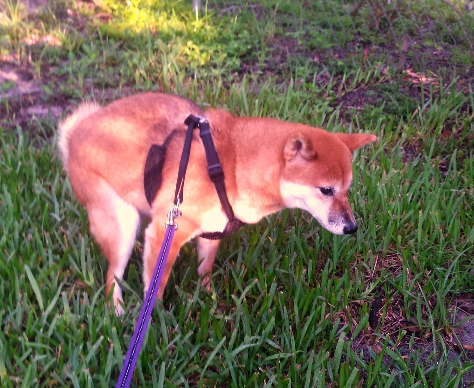 50 Shades of Dog Poop How Dog Food Affects Pet Health