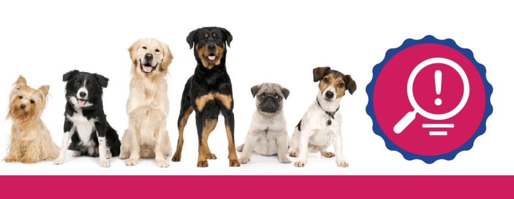 Dog Services – Tips on Hiring the Right Dog Sitter