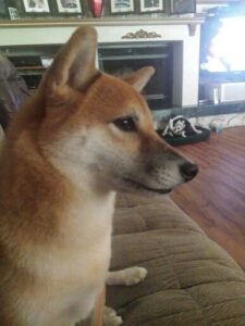 red shiba inu looking out of the corner on couch waiting for dog food