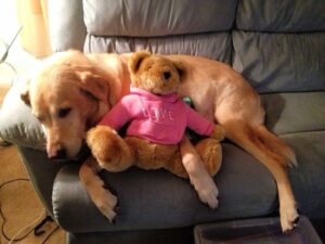 yellow lab cuddles with stuffed bear on couch