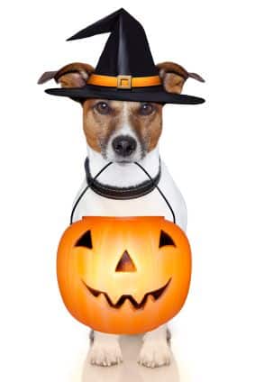 dog in witch hat and pumpkin treat bag in mouth