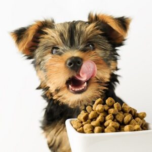 small_dog_pet_food