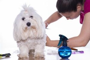 full_service_small_pet_groomers