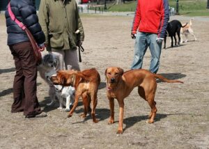 dog_park_owners