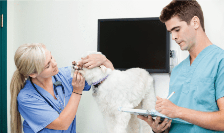 7 Questions to Ask the Vet