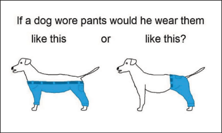 The Newest Internet Sensation- How Should Dogs Wear Pants?