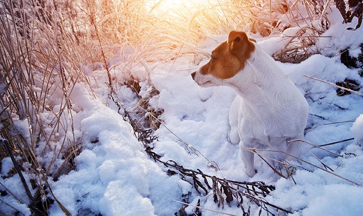 Say Goodbye to Winter with These Short Funny Dog Videos