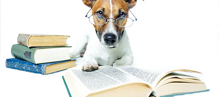 why dogs should go to school