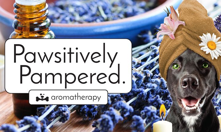 Why Pet Owners Should Consider Aromatherapy