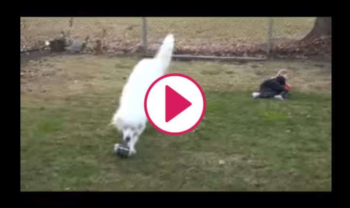 Pet Supply: Dog Makes Amazing Tackle and Recovers Fumble