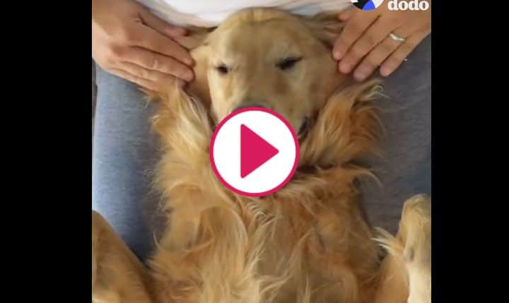 Golden Retriever Could Possibly Be Enjoying His Massage