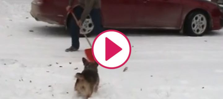 Dog Grooming Hilarious Home Videos Of Dogs Playing In The Snow