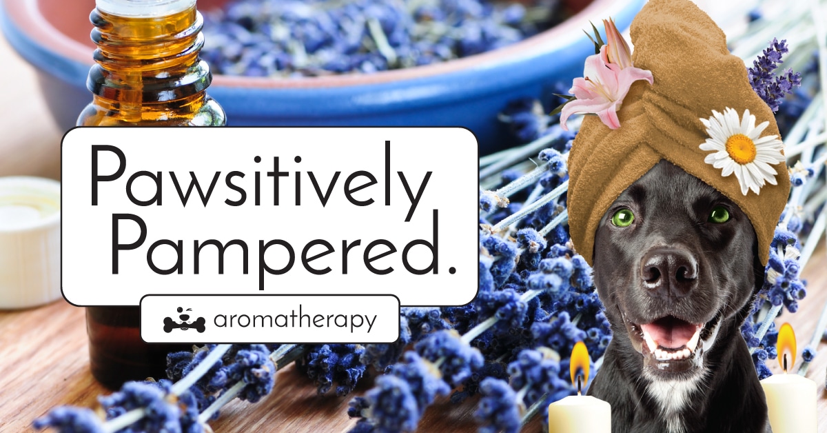 Splash and Dash Releases Aromatherapy Line Splash and Dash for Dogs