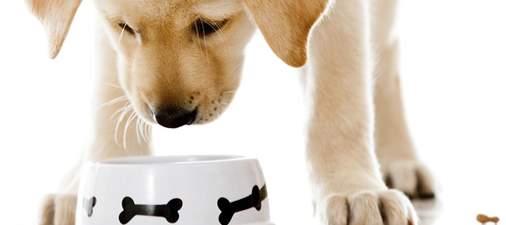 what is a rotational diet for dogs