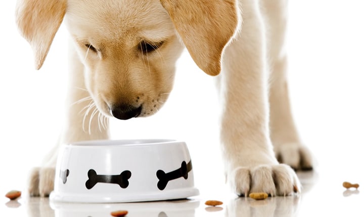 Rotational Diets and Your Dog