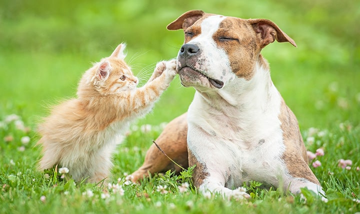 are cat allergies more common than dogs