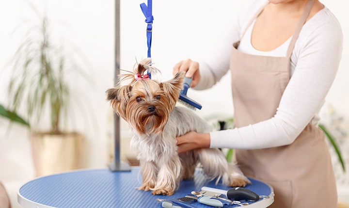 Proper Dog Grooming Apparel Makes a Huge Difference