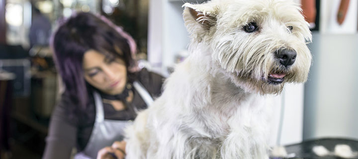 doggie do's hair salon