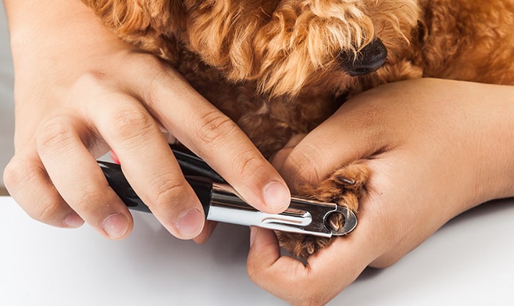 Five Easy Ways to Stop Dog Toenail Bleeding