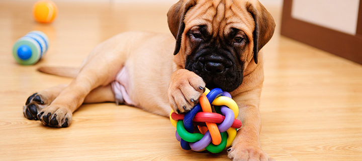 recommended chew toys for dogs