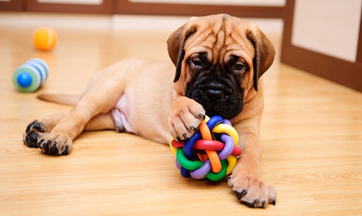 best dog balls for chewers