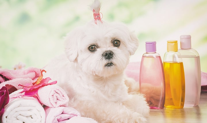 Best Haircuts for Dogs: Summer Styles are in!