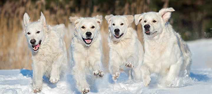 how long can a dog survive in the cold