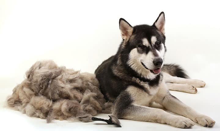 Do Dogs Have Hair or Fur? How to Tell?