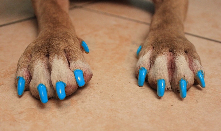 These Doggy Nail Polish Colors are in This Season