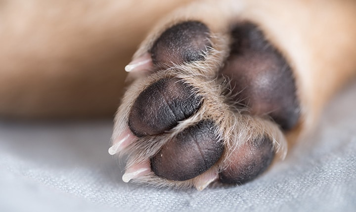 How To Prevent Injuries To Your Dog s Paw Pads