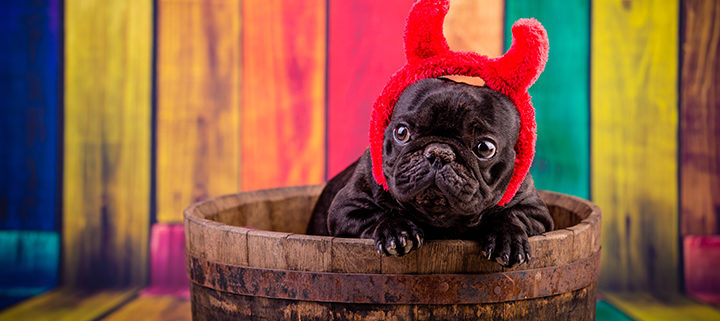 Funniest Halloween Costumes For Dogs