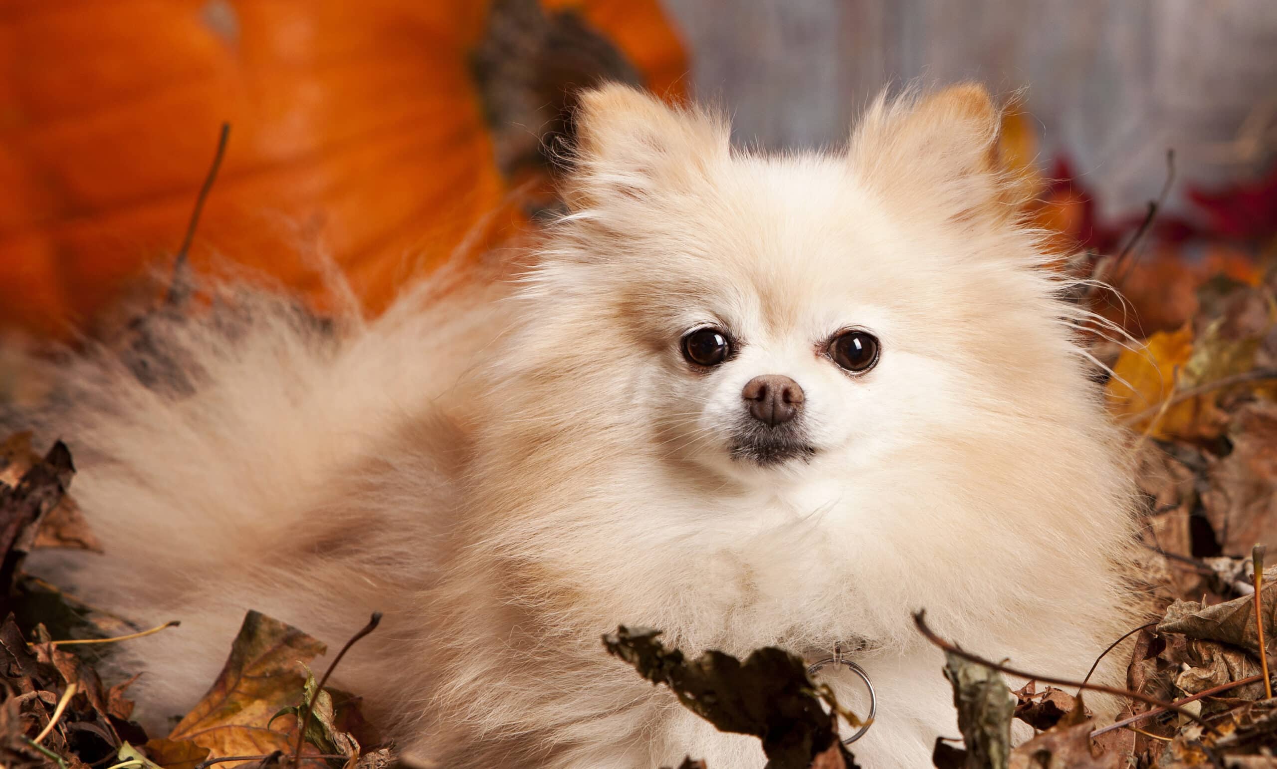Popular Pomeranian Haircuts - Splash and Dash for Dogs