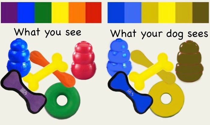 what colors do dogs see compared to humans