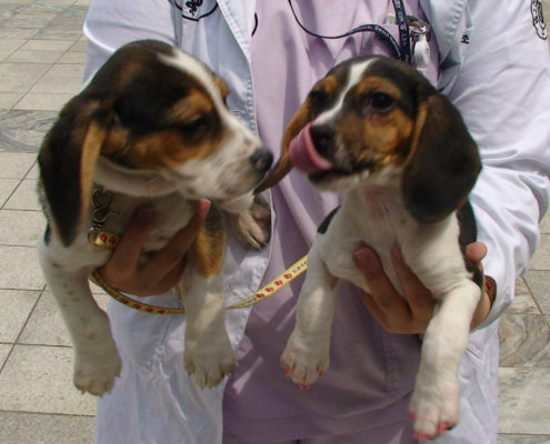dog cloning done in labs in south korea