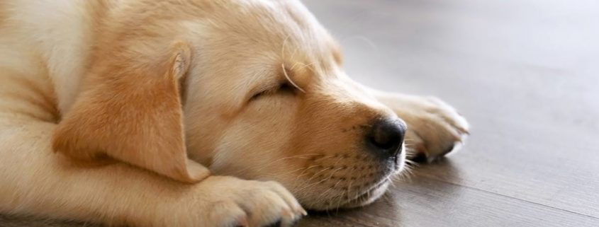 Do Dogs Dream