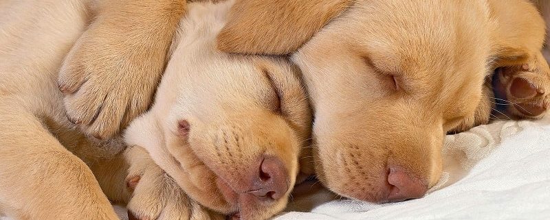Dogs Dreaming do dogs dream sleep