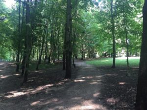Shaggy pines dog park grand rapids