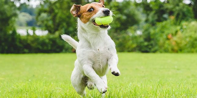 dogs at play