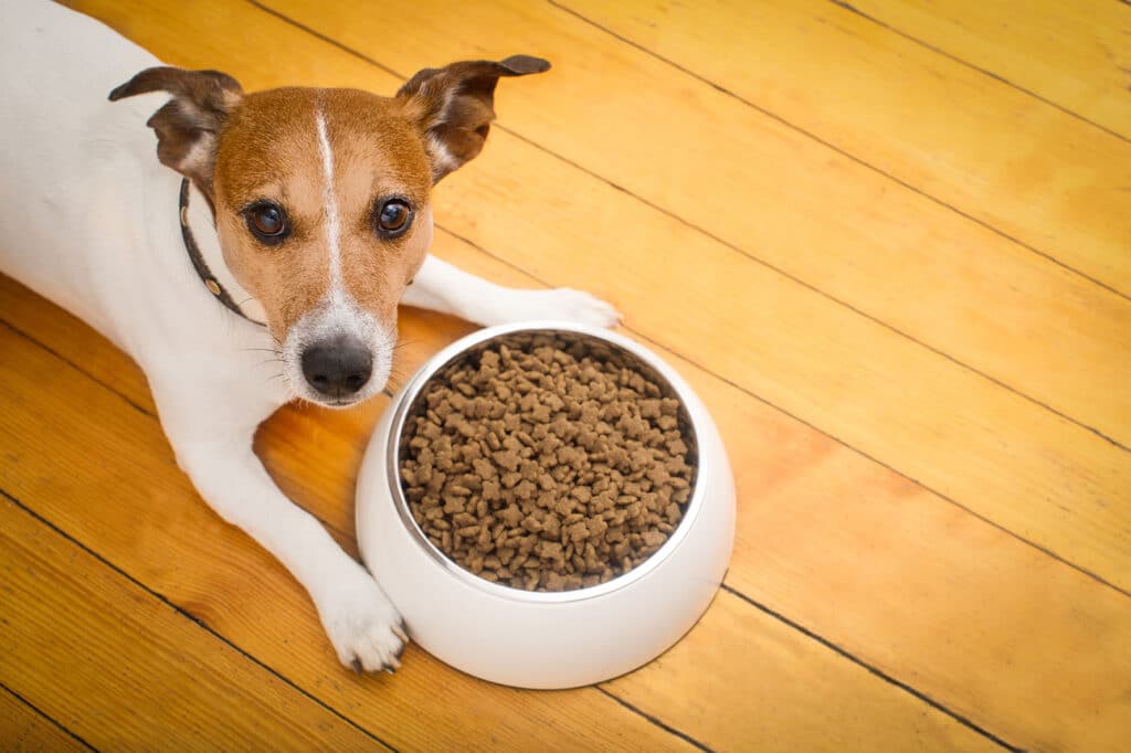 Homemade Dog Food Recipes - Splash and Dash for Dogs