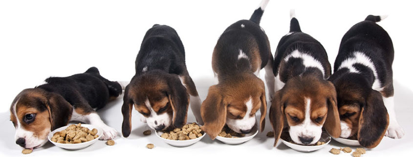 adoption centers grand rapids dogs