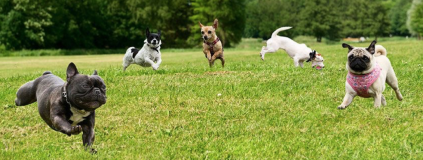 dog parks southern pines