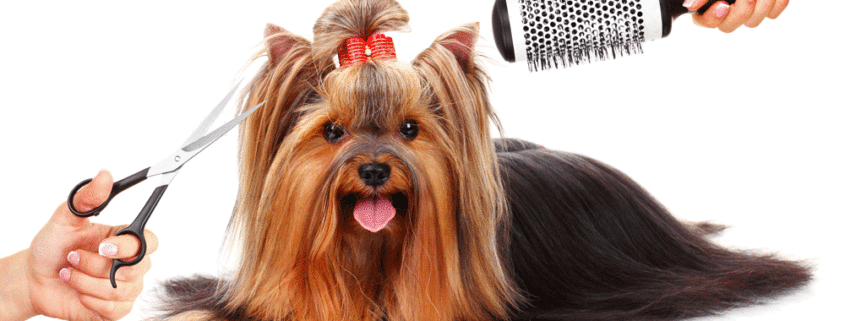 dog grooming southern pines