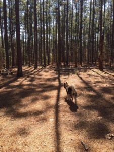 martin dog park southern pines dog park