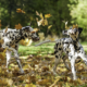 st james dogs