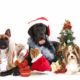 dog holidays