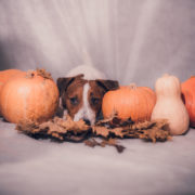 tips for thanksgiving leftovers for your dog