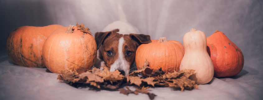 tips for thanksgiving leftovers for your dog