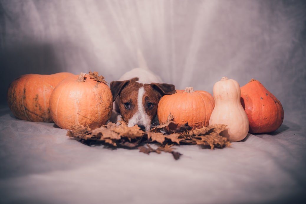 Thanksgiving Food Safety For Dogs - Splash And Dash For Dogs